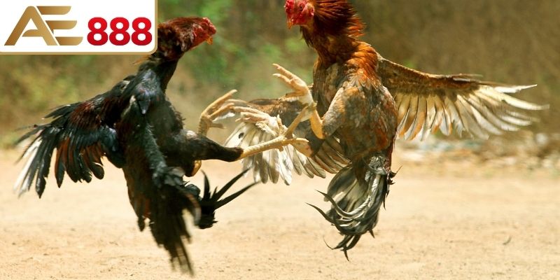 Chiến kê tham gia loại hình cựa sắt