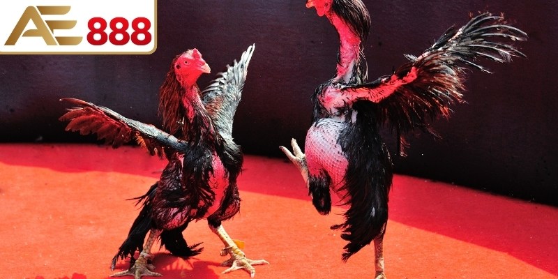 Dao sẽ được lắp vào chân gà để tăng tính sát thương