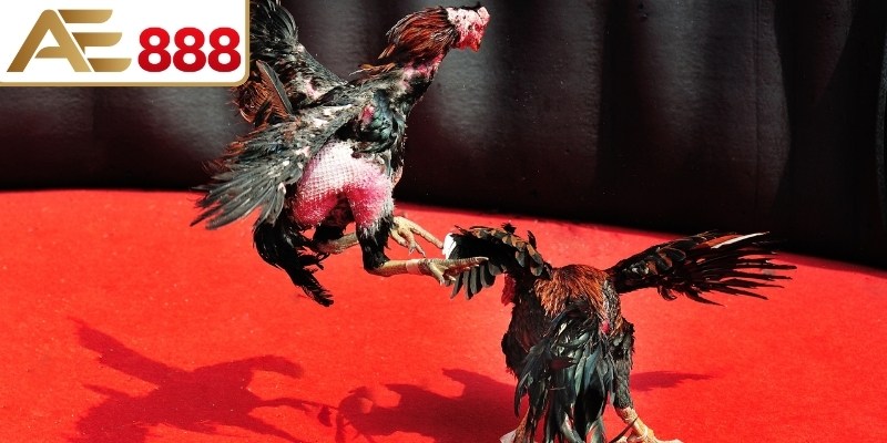 Gắn dao chắc chắn để gà hoạt động tốt