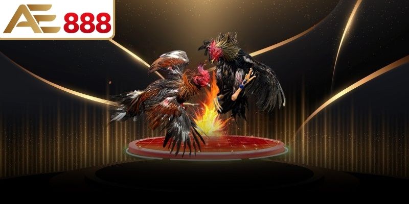 Các loại kèo đá gà phổ biến hiện nay