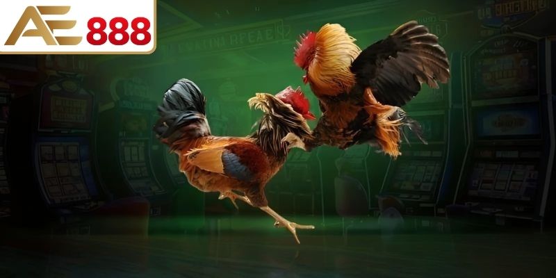 Trận đá gà cựa sắt online đầy kịch tính