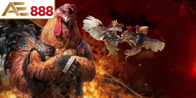 Trải nghiệm đá gà trực tuyến linh hoạt mọi lúc