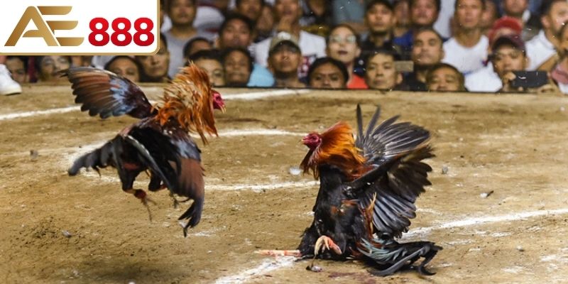 Quá trình huấn luyện chiến kê trước trận đấu