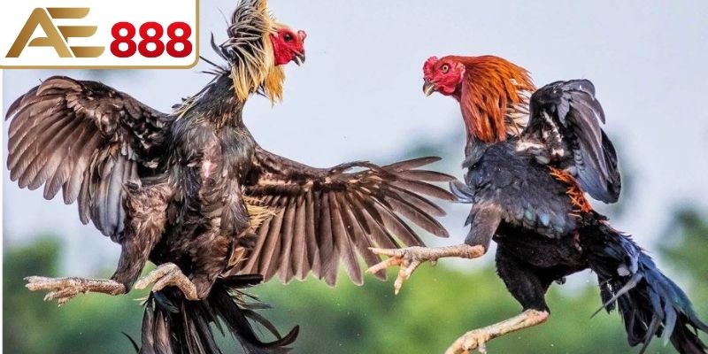 Toàn cảnh một trận đá gà đang diễn ra