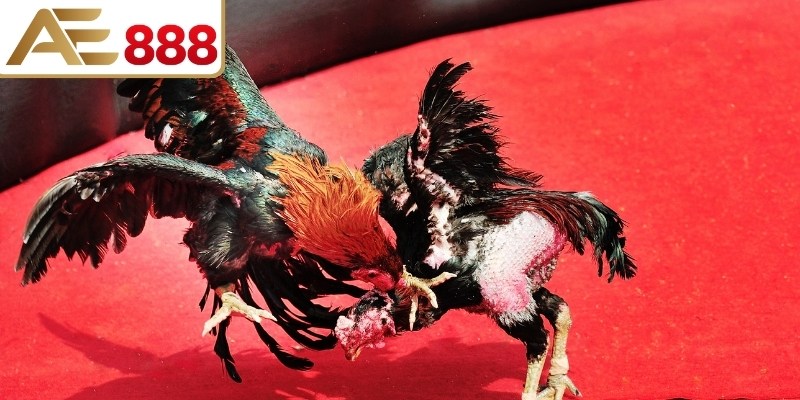 3 khung giờ diễn ra chọi kê phổ biến hiện nay