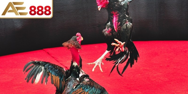 Lịch đá gà cập nhật thời gian diễn ra các trận đấu tại các trường gà