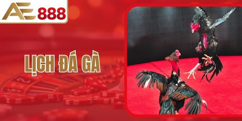 Lịch Đá Gà - Cập Nhật Thời Gian Thi Đấu Chuẩn Xác Mỗi Ngày