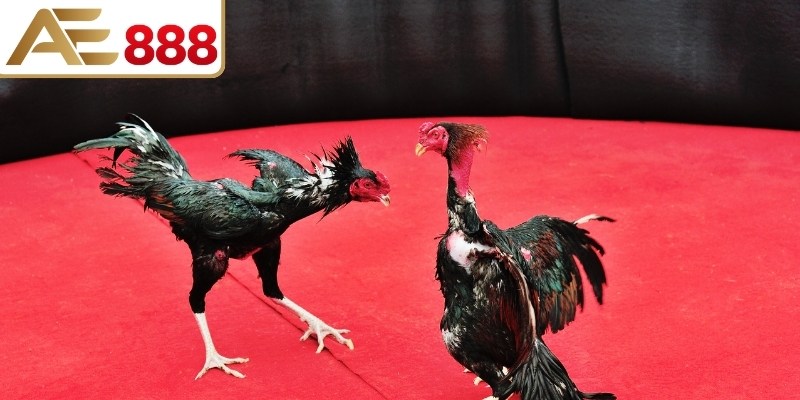 Chọn gà chiến với tiêu chí tuyển chọn, sàng lọc kê đạt chuẩn thi đấu