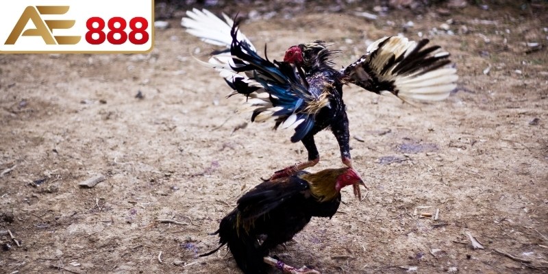 Quy trình diễn ra một trận đấu đá gà chuẩn luật miền Bắc