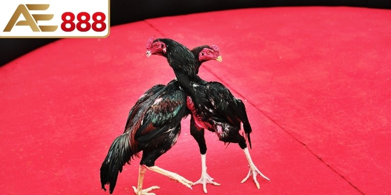 Tìm hiểu luật đá gà miền Bắc