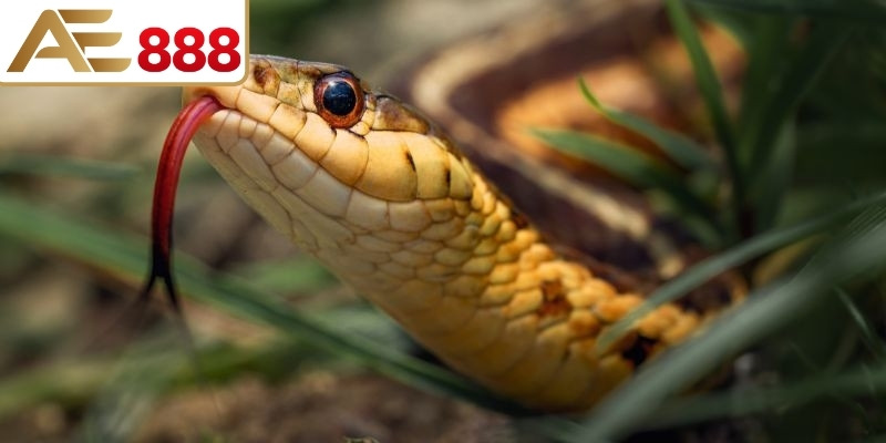 Nhiều giấc chiêm bao khác đưa đến những con số may mắn