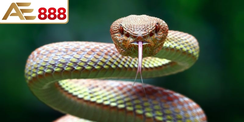 Giải mã giấc mơ rắn nhiều màu đánh ngay con 28-82