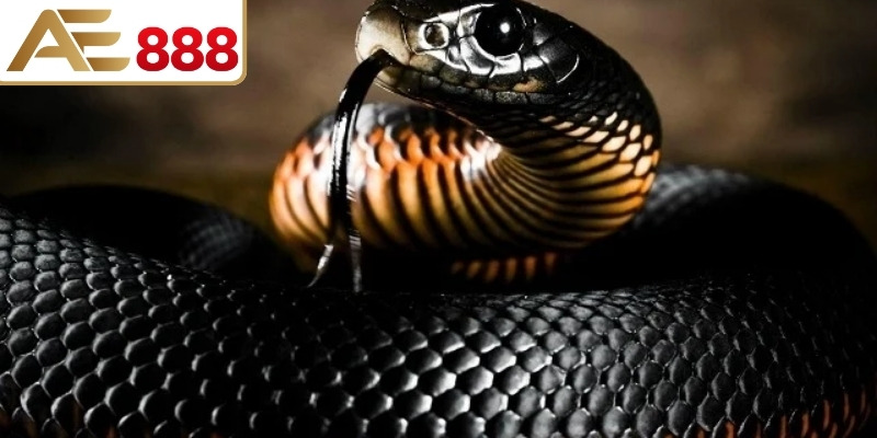 Tìm hiểu chi tiết ý nghĩa về những giấc mơ thấy rắn