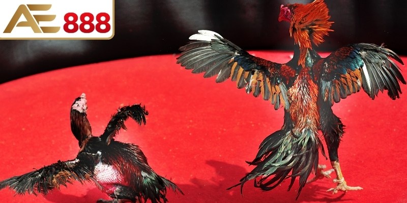 Trải nghiệm chọi kê tại nhà cái Thomo88