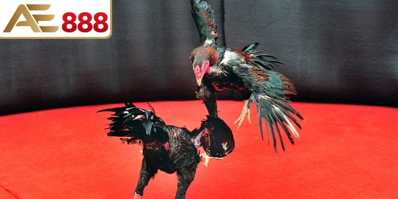 Yếu tố minh bạch trong dữ liệu trận đấu rõ ràng